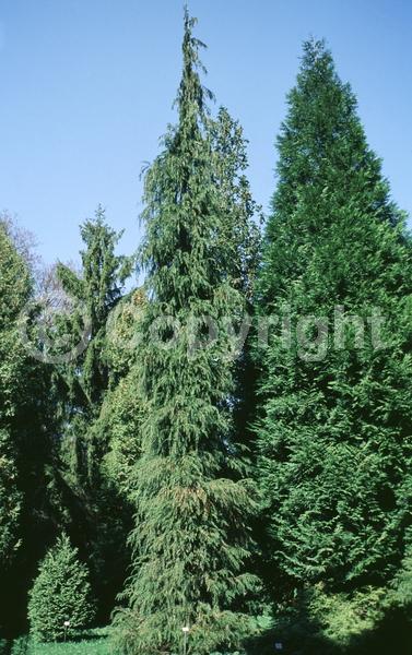 Red blooms; Blue blooms; Evergreen