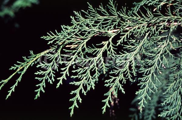 Red blooms; Blue blooms; Evergreen