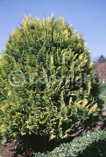 Red blooms; Blue blooms; Evergreen