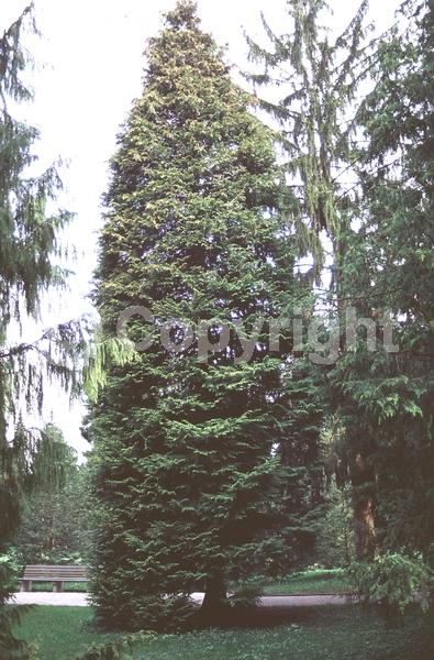 Red blooms; Blue blooms; Evergreen