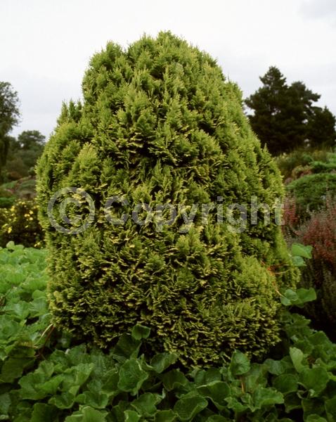 Red blooms; Blue blooms; Evergreen; North American Native