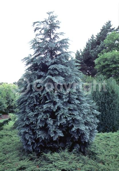 Red blooms; Blue blooms; Evergreen; North American Native