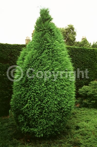 Red blooms; Blue blooms; Evergreen; North American Native