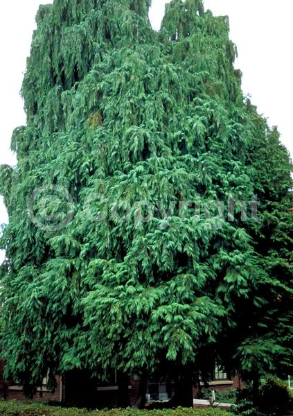 Red blooms; Blue blooms; Evergreen; North American Native