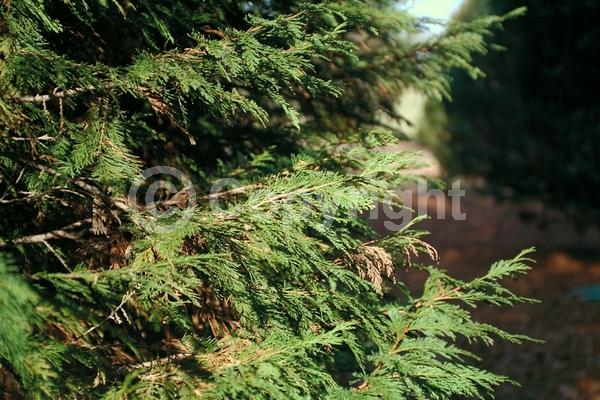 Red blooms; Blue blooms; Evergreen; North American Native