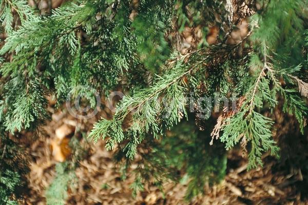 Red blooms; Blue blooms; Evergreen; North American Native