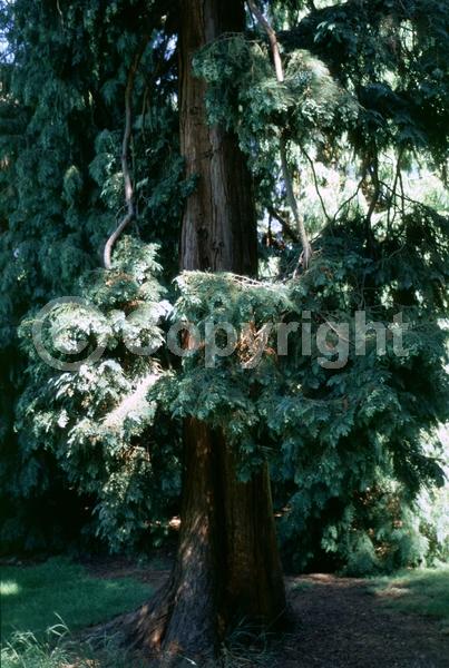 Red blooms; Blue blooms; Evergreen; North American Native