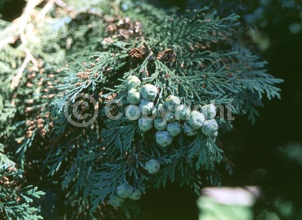 Red blooms; Blue blooms; Evergreen; North American Native