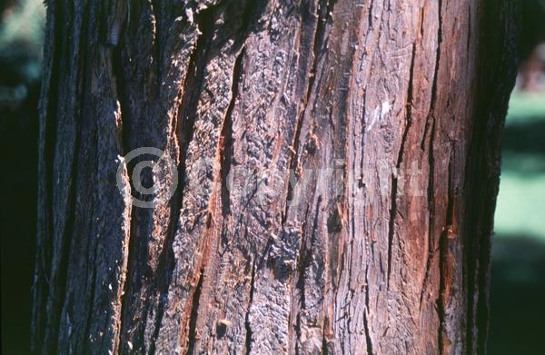 Red blooms; Blue blooms; Evergreen; North American Native