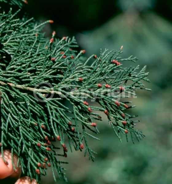 Red blooms; Blue blooms; Evergreen; North American Native