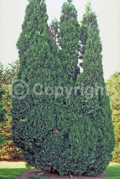 Red blooms; Blue blooms; Evergreen; North American Native