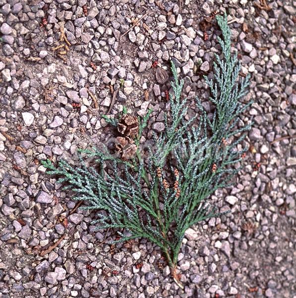 Red blooms; Blue blooms; Evergreen