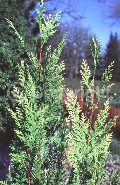 Red blooms; Blue blooms; Evergreen