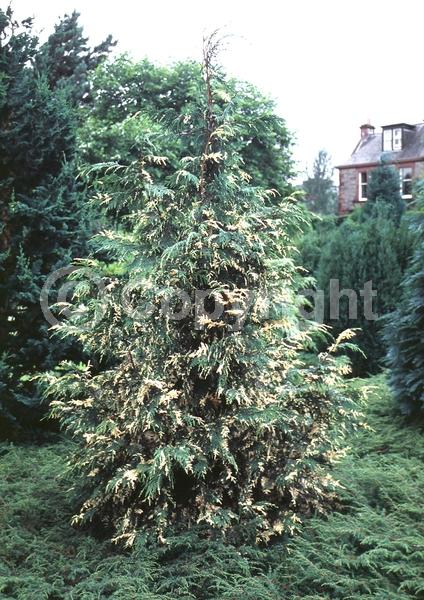 Unknown blooms; Evergreen; Needles or needle-like leaf; North American Native