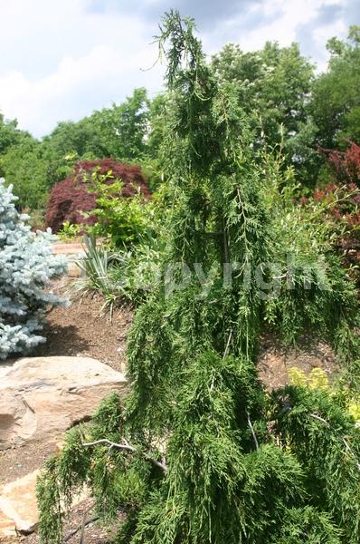 Evergreen; Needles or needle-like leaf