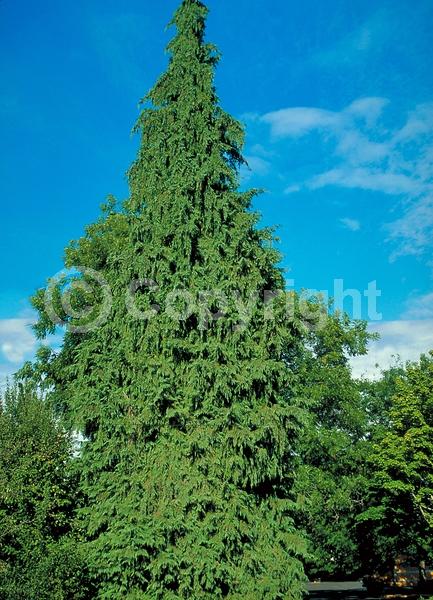 Unknown blooms; Evergreen; Needles or needle-like leaf; North American Native