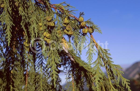 Unknown blooms; Evergreen; Needles or needle-like leaf; North American Native