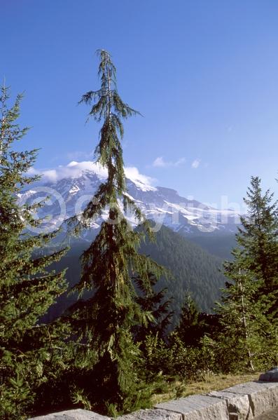 Unknown blooms; Evergreen; Needles or needle-like leaf; North American Native
