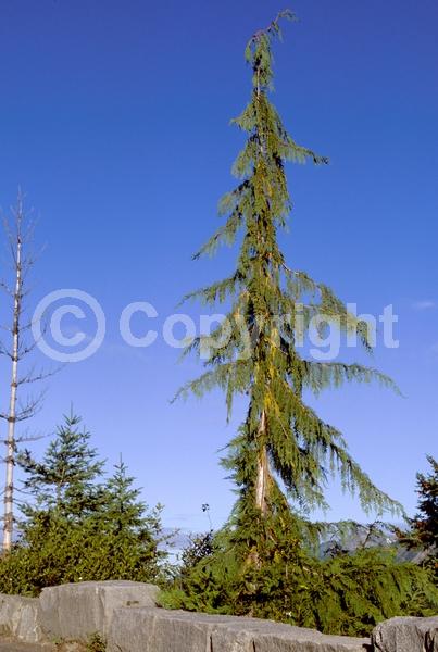 Unknown blooms; Evergreen; Needles or needle-like leaf; North American Native