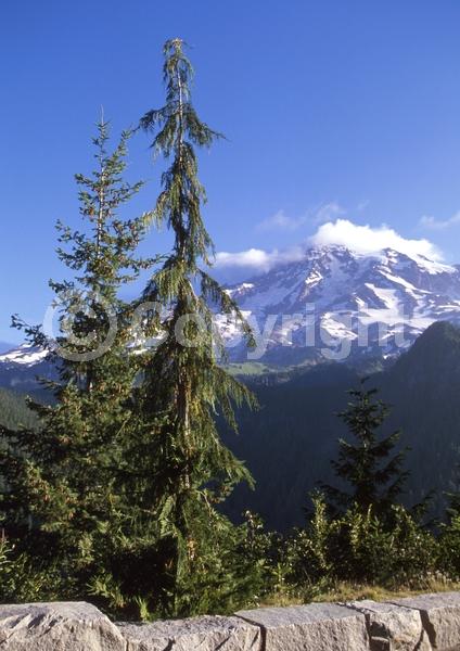 Unknown blooms; Evergreen; Needles or needle-like leaf; North American Native