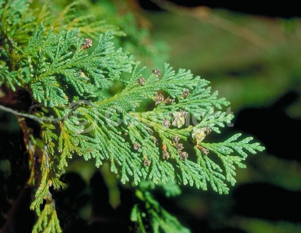 Unknown blooms; Evergreen; Needles or needle-like leaf; North American Native