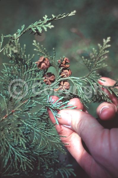 Yellow blooms; Evergreen; Needles or needle-like leaf