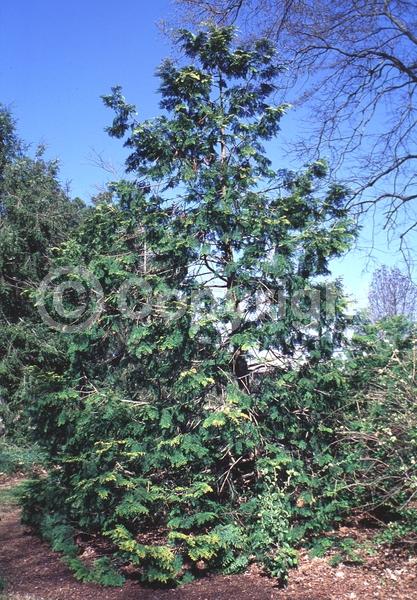 Yellow blooms; Evergreen; Needles or needle-like leaf