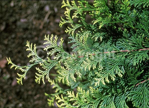 Yellow blooms; Evergreen; Needles or needle-like leaf