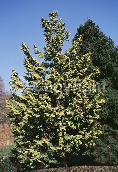Yellow blooms; Evergreen; Needles or needle-like leaf