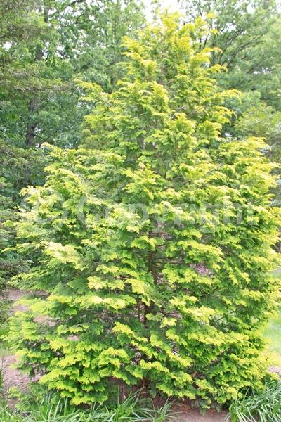 Yellow blooms; Evergreen; Needles or needle-like leaf