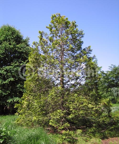 Yellow blooms; Evergreen; Needles or needle-like leaf