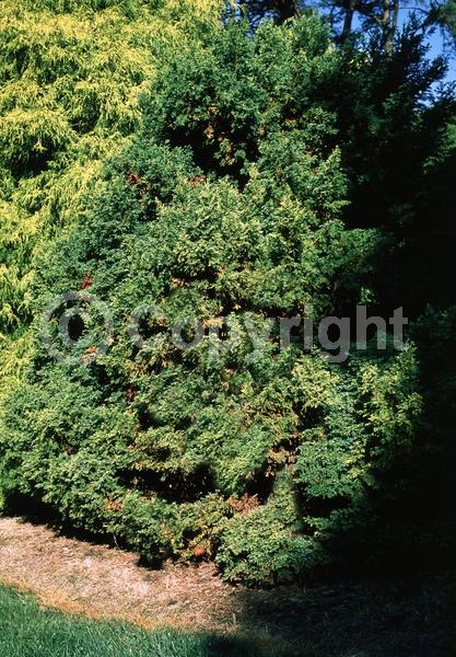 Yellow blooms; Evergreen; Needles or needle-like leaf