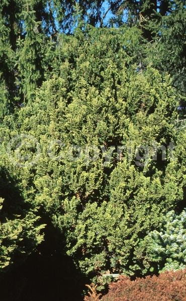 Yellow blooms; Evergreen