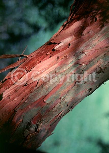 Yellow blooms; Evergreen