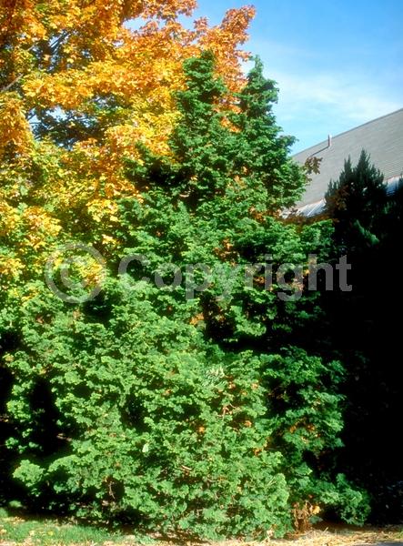 Yellow blooms; Evergreen