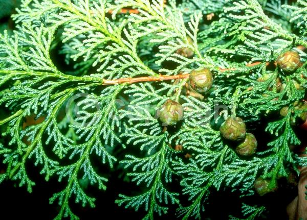 Yellow blooms; Evergreen