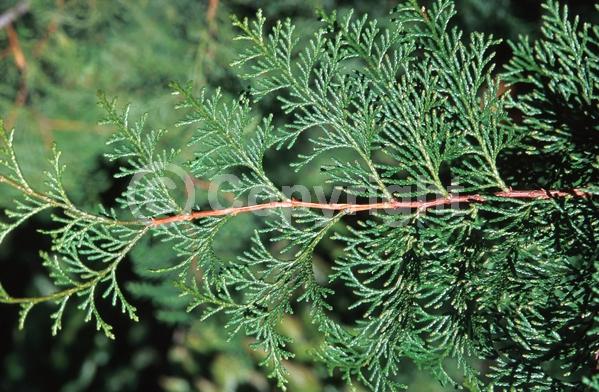 Yellow blooms; Evergreen