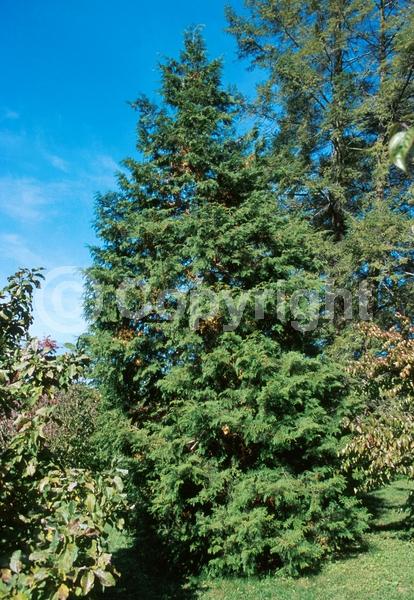 Yellow blooms; Evergreen