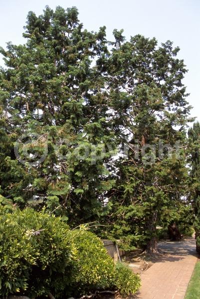 Yellow blooms; Evergreen