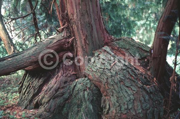 Yellow blooms; Evergreen