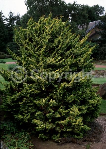 Yellow blooms; Evergreen; Needles or needle-like leaf