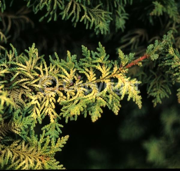 Yellow blooms; Evergreen; Needles or needle-like leaf
