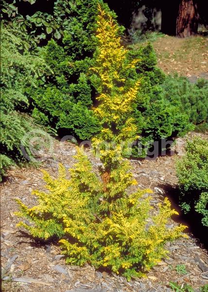 Yellow blooms; Evergreen; Needles or needle-like leaf