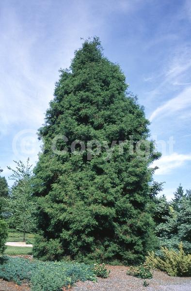 Yellow blooms; Evergreen