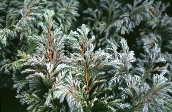 Unknown blooms; Evergreen; Needles or needle-like leaf