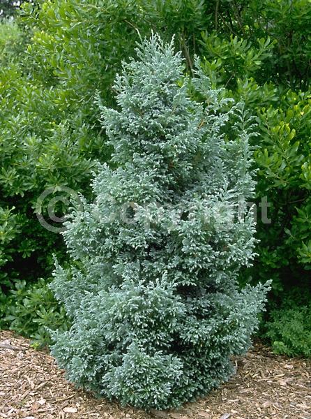 Unknown blooms; Evergreen; Needles or needle-like leaf