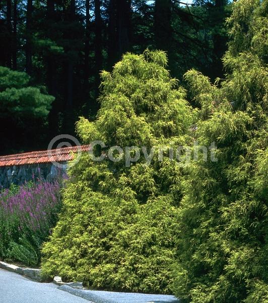 Unknown blooms; Evergreen; Needles or needle-like leaf
