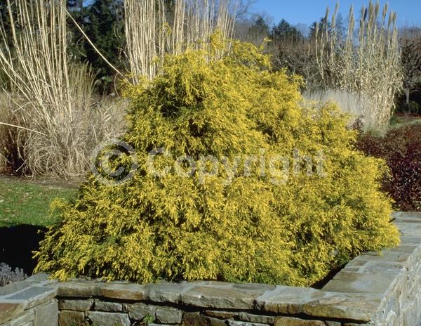 Unknown blooms; Evergreen; Needles or needle-like leaf