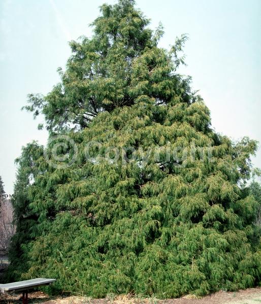 Unknown blooms; Evergreen