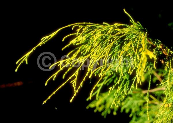 Unknown blooms; Evergreen; Needles or needle-like leaf